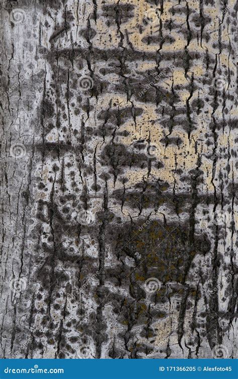 Aspen Tree Bark Texture Background Stock Image - Image of grain, detail: 171366205