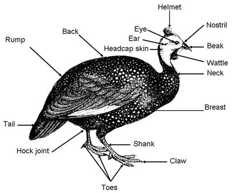 Turkey Anatomy Diagram