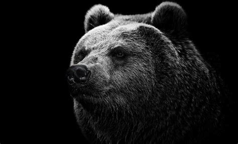 2000x1213 Resolution bear, grizzly bear, eyes 2000x1213 Resolution ...