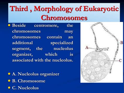 PPT - Chromosomes PowerPoint Presentation, free download - ID:403150