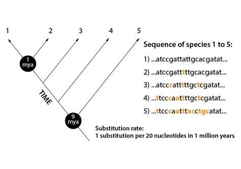 CLASS NOTES: The Molecular Clock (Human Evolution: Past and Future)