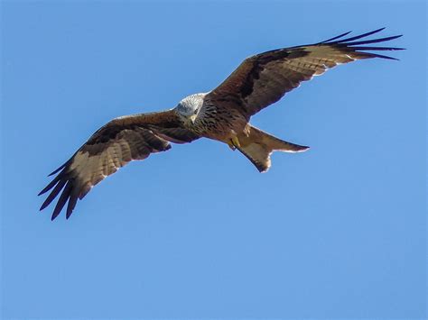 Red kite uk - kenlader