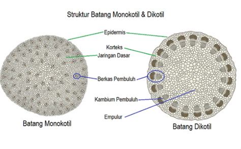 Struktur Batang