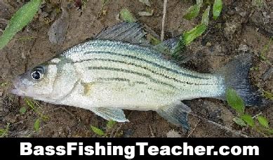 Yellow Bass Fishing - Bass Fishing Teacher