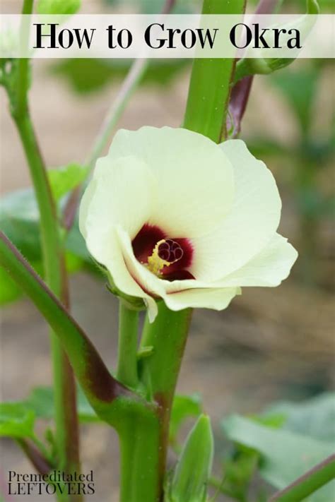 How to Grow Okra: How to Plant, Care for, Harvest, and Store Okra