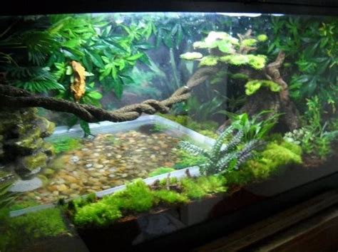 crested gecko habitat setup - Google Search | Crested gecko habitat ...