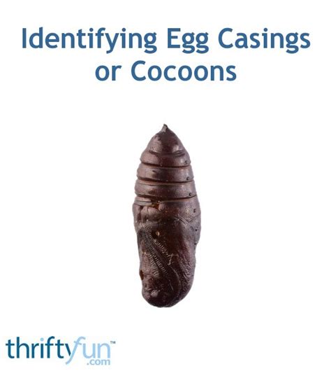 Identifying Egg Casings or Cocoons? | ThriftyFun