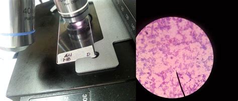 LABORATORY EXPERIMENTS - Microbiology survival 101