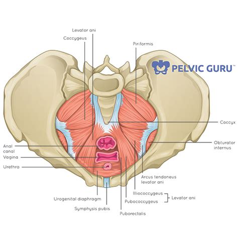 What is the Pelvic Floor? | Your Pace Yoga