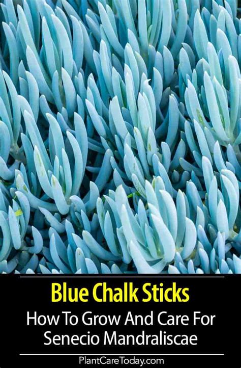 Senecio Mandraliscae Info: How To Grow And Care For Blue Chalk Sticks