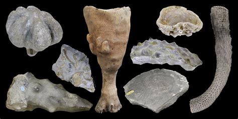 Virtual Collection: Phylum Porifera - Digital Atlas of Ancient Life