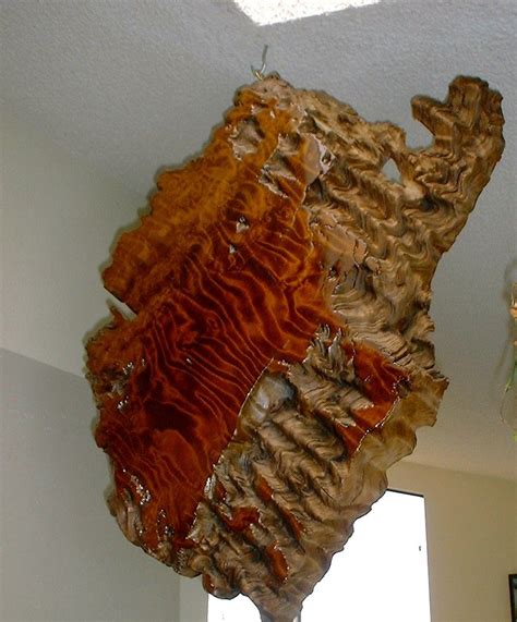 Redwood burl slab | Redwood burl, Carving, Wood carving