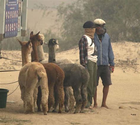 Pictures of animals rescued in the California wildfires