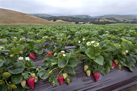 Northern CA strawberry field. | STRAWBERRY FIELDS | Pinterest