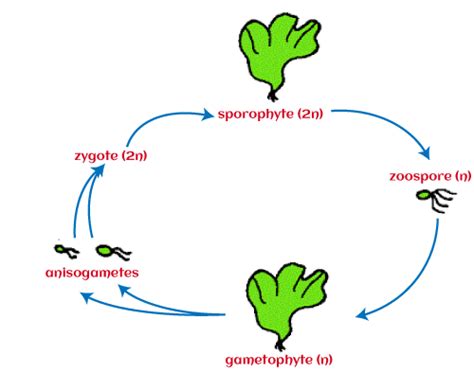 Algae Life Cycle