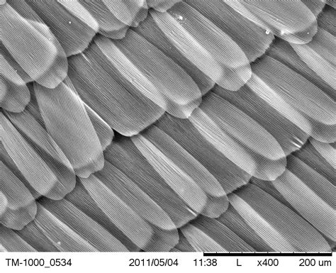 Scientific Image - SEM Image of Blue Morpho Butterfly Wing | NISE Network