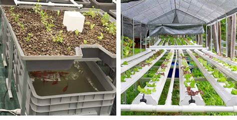 What is The Difference Between Hydroponics, Aquaponics & Aquaculture