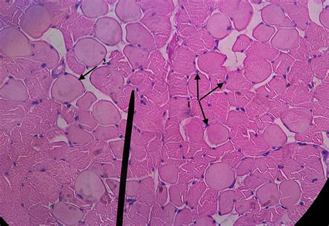 Quiz | Histology & Sheep Brain Dissection