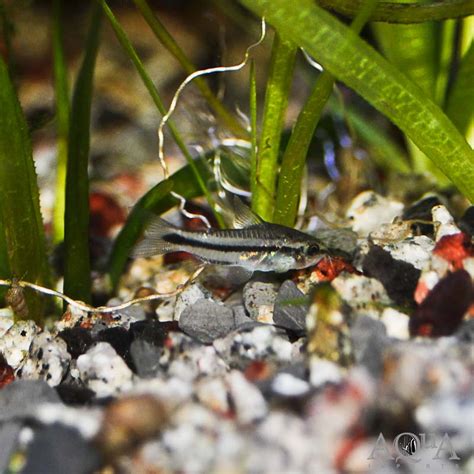 True Pygmy Cory (Corydoras pygmaeus) – Group of 10 – Aqua Imports ...