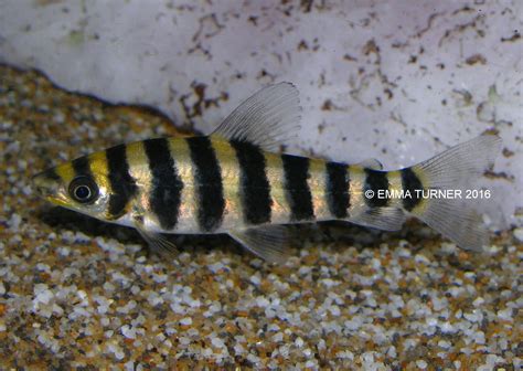 Banded Leporinus-Leporinus fasciatus