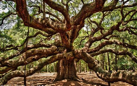 Walking On Empty: The Angel Oak