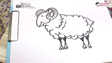 Bighorn Sheep Sketch at PaintingValley.com | Explore collection of ...