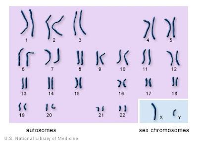 INFORMATION ABOUT DNA: How many chromosomes do people have?