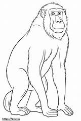Baboon cartoon coloring Page sketch template
