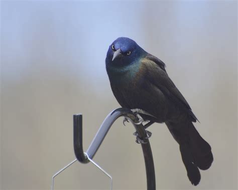 Common Grackle » HF&G