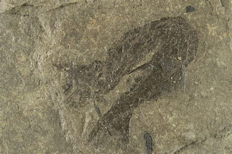 3" Carboniferous Spiny Shark (Acanthodes) Fossil - Siberia (#228890) For Sale - FossilEra.com