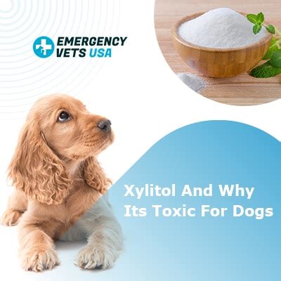 Xylitol Toxicity In Dogs | Your Dog Should Not Eat These Products