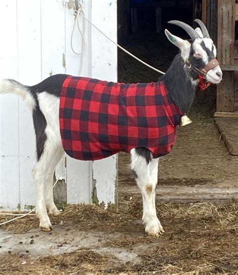 Yule Goat Festivities Raise Funds for Indian Schoolchildren - The Lincoln County News