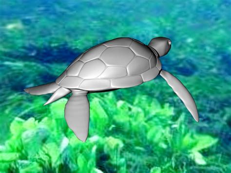 Sea Turtle 3d model Maya files free download - CadNav