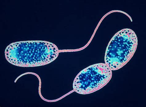 Of nitrifying bacteria. The importance of nitrifying bacteria