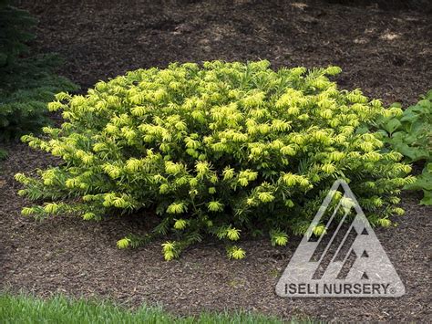 Cephalotaxus (Plum Yew) - Iseli Nursery