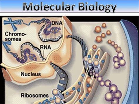 Molecular Biology: The Study of DNA and Genetics at the Molecular Level | PPT