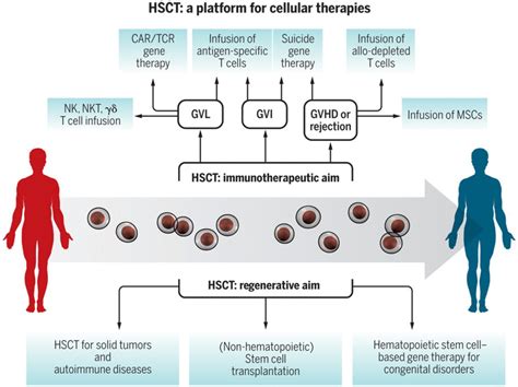 Hematopoietic stem cell transplantation in its 60s: A platform for ...