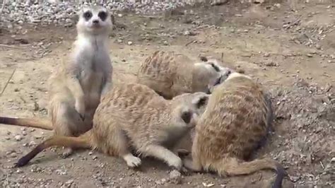 Meerkats Playing - YouTube