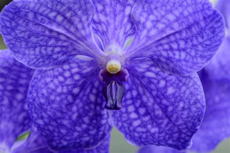 Vanda Orchids: Beginner's Care Guide (with Pictures) - Brilliant Orchids