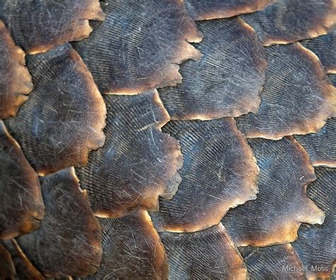 "Pangolin Scales" by Michael Moss | Redbubble