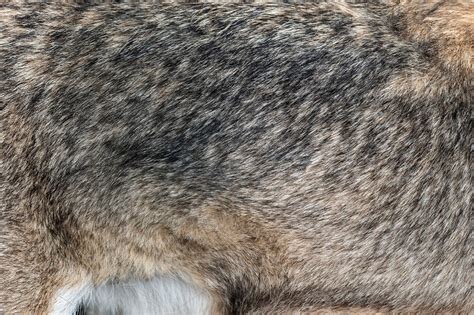 Closeup real wolf fur texture containing animal, wolf, and fur | High ...