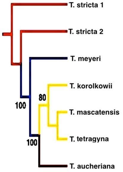 ML tree of Tamarix species based on ITS data. | Download Scientific Diagram