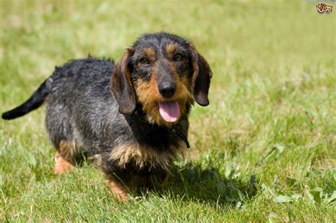 The Different types of Coat & Colour Variations in Dachshunds | Pets4Homes