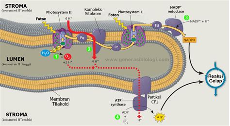 Proses Fotosintesis dan Cara Mudah Menghafalkannya - Biologizone