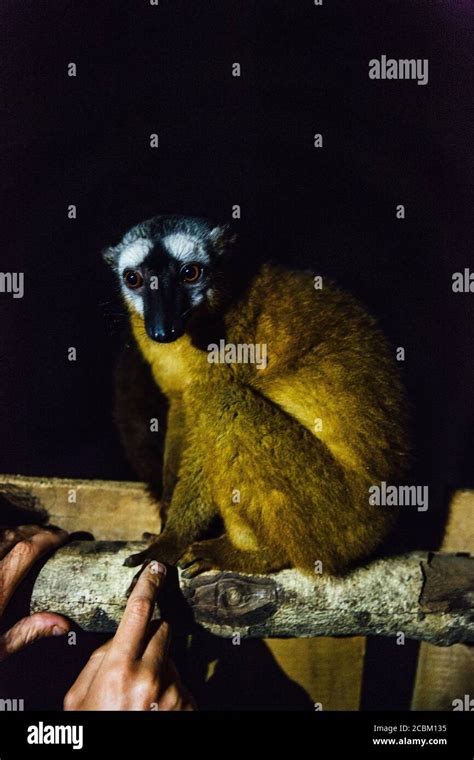 Portrait of a lemur at night, Tsingy de Bemaraha National Park ...