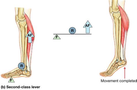 Muscle Movement