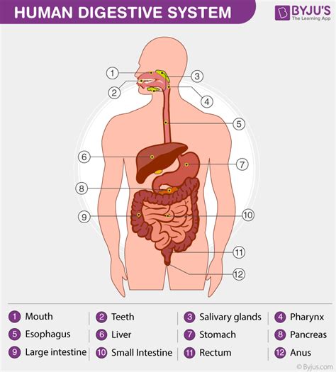 Human Digestive System - Parts Of Digestive System