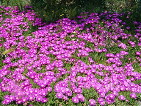 Delosperma cooperi (Purple Ice Plant) - World of Succulents | Delosperma cooperi, Ground cover ...