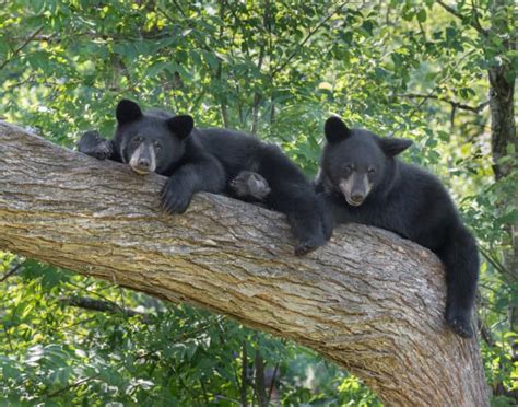 5 Things to Know About Black Bears in the Great Smoky Mountains National Park