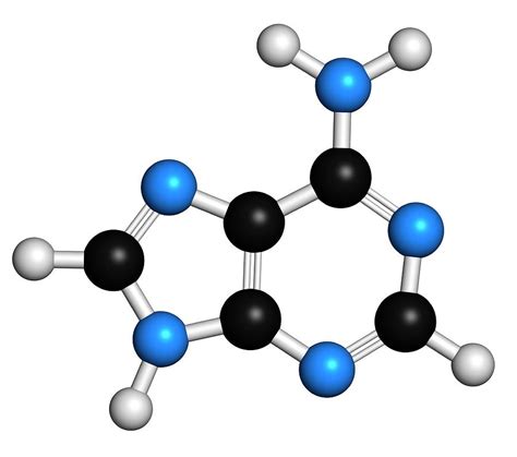 Adenine Purine Nucleobase Molecule Photograph by Molekuul - Fine Art America